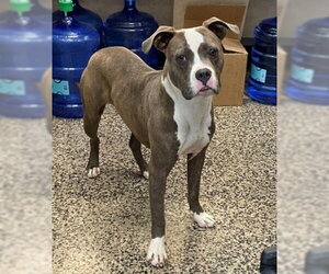 American Pit Bull Terrier Dogs for adoption in Tracy, CA, USA