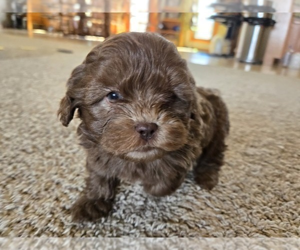 Medium Photo #3 ShihPoo Puppy For Sale in CARLYLE, IL, USA