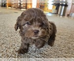 Small #2 ShihPoo