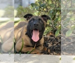 Small Photo #1 Belgian Malinois Puppy For Sale in BOYNTON BEACH, FL, USA