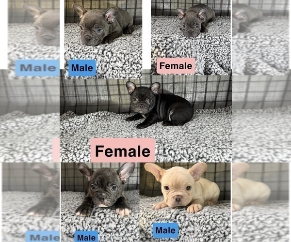Medium Photo #1 French Bulldog Puppy For Sale in WACO, TX, USA