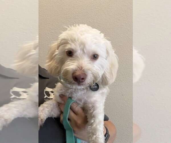 Medium Photo #2 Poodle (Miniature)-Unknown Mix Puppy For Sale in Bellevue, WA, USA