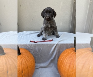 German Wirehaired Pointer Puppy for sale in ALCESTER, SD, USA
