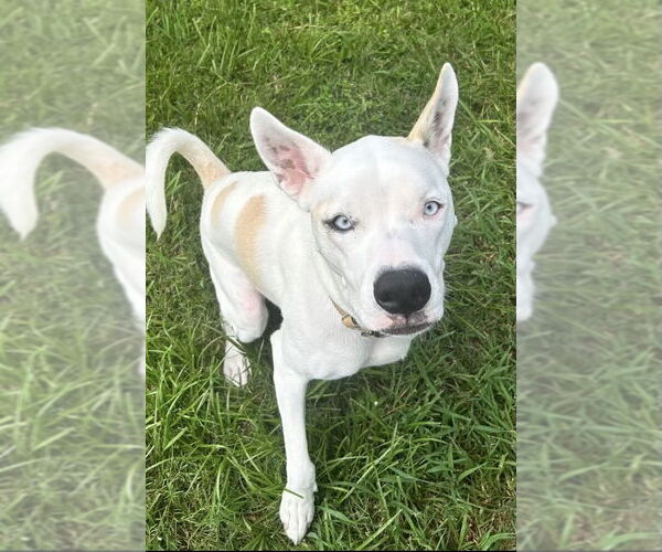 Medium Photo #4 Mutt Puppy For Sale in Royal Palm Beach, FL, USA
