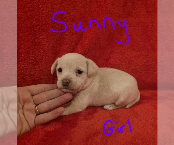 Medium Photo #13 Chizer Puppy For Sale in MONTEZUMA, GA, USA