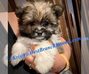 Maltipom Puppy for sale in CROMWELL, MN, USA