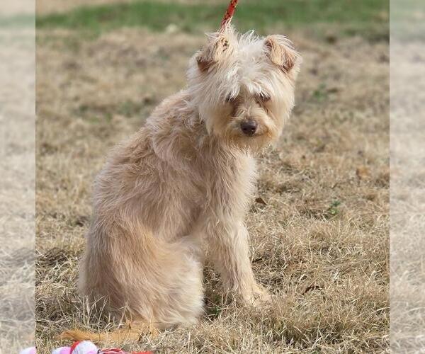 Medium Photo #4 Mutt Puppy For Sale in Yardley, PA, USA