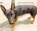 Small #1 German Shepherd Dog