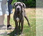 Small Photo #5 Mastiff Puppy For Sale in Glen Allen, VA, USA