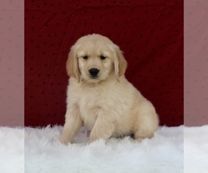 Golden Retriever Puppy for sale in FREDERICKSBURG, OH, USA
