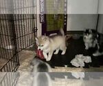 Small Photo #6 Siberian Husky Puppy For Sale in LA VERNE, CA, USA