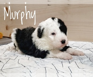 Sheepadoodle Puppy for sale in SEYMOUR, MO, USA