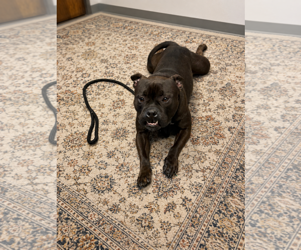 Medium Photo #3 Mutt Puppy For Sale in Euless, TX, USA