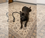 Small #2 Mutt