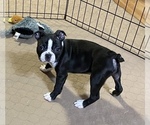 Small Photo #3 Boston Terrier Puppy For Sale in GLOUCESTER, VA, USA