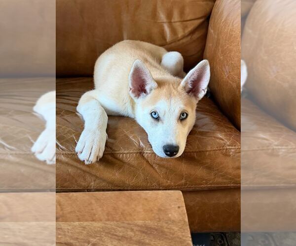 Medium Photo #2 Siberian Husky-Unknown Mix Puppy For Sale in Raleigh, NC, USA