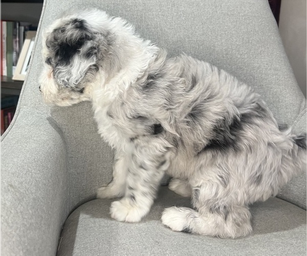 Medium Photo #29 Sheepadoodle Puppy For Sale in HUNTINGTON BEACH, CA, USA