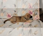 Small Photo #40 German Shepherd Dog Puppy For Sale in ANKENY, IA, USA