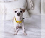 Small Photo #3 Chihuahua-Unknown Mix Puppy For Sale in Fargo, ND, USA