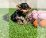 Small Photo #4 Yorkshire Terrier Puppy For Sale in SIMI VALLEY, CA, USA