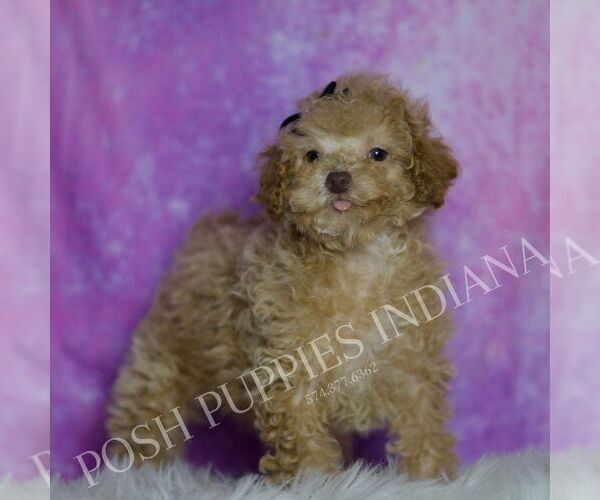 Medium Photo #71 Maltipoo (Miniature) Puppy For Sale in WARSAW, IN, USA
