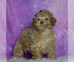 Small #2 Maltipoo (Miniature)