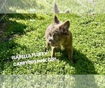 Image preview for Ad Listing. Nickname: Rachel Isabella