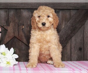 Goldendoodle-Poodle (Miniature) Mix Puppy for sale in FREDERICKSBG, OH, USA