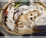 Small Photo #1 Pomsky Puppy For Sale in BLOOMFIELD, NJ, USA