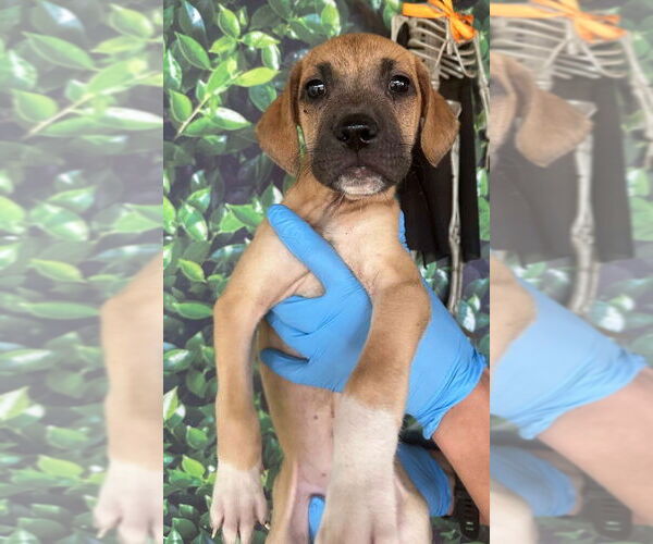 Medium Photo #1 Mutt Puppy For Sale in New York, NY, USA