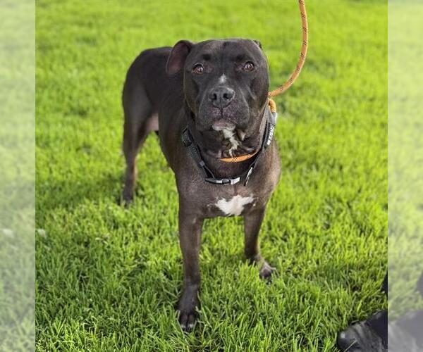 Medium Photo #1 Mutt Puppy For Sale in Modesto, CA, USA