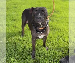 Mutt Dogs for adoption in Modesto, CA, USA