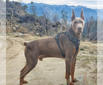 Small Photo #26 Doberman Pinscher Puppy For Sale in YUCCA VALLEY, CA, USA