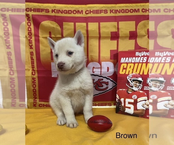 Medium Photo #5 Siberian Husky Puppy For Sale in DEARBORN, MO, USA