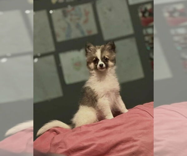 Medium Photo #2 Border Collie-Pomeranian Mix Puppy For Sale in Oakhurst, NJ, USA