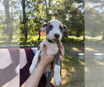 Small #4 Mutt