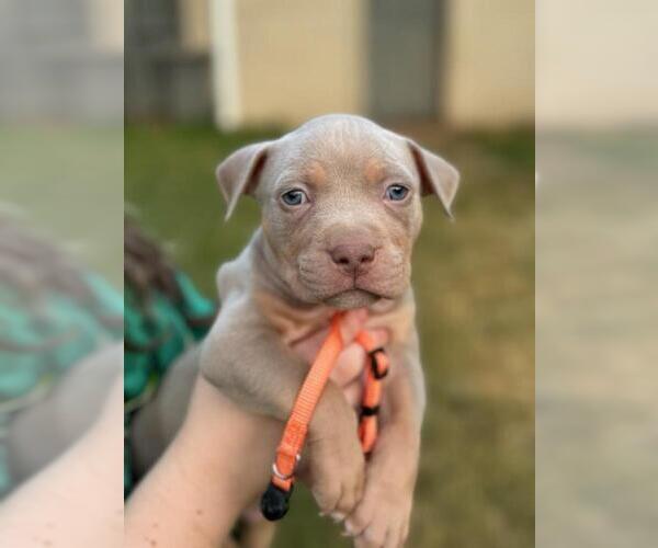 Medium Photo #6 American Bully Puppy For Sale in PICKENS, SC, USA