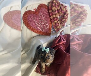 Cavapoo Puppy for sale in KLEIN, TX, USA