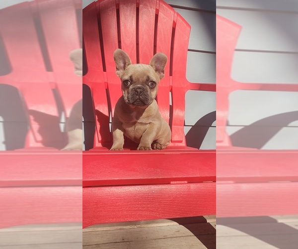 Medium Photo #1 French Bulldog Puppy For Sale in INDIANAPOLIS, IN, USA