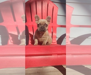 French Bulldog Puppy for sale in INDIANAPOLIS, IN, USA