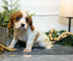 Small Photo #16 Cavalier King Charles Spaniel Puppy For Sale in GOSHEN, IN, USA