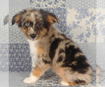 Small #1 Miniature Australian Shepherd