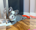Small #1 French Bulldog