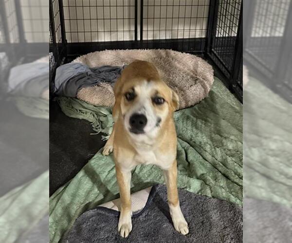 Medium Photo #1 Mutt Puppy For Sale in Bakersfield, CA, USA