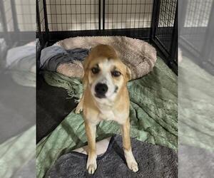 Mutt Dogs for adoption in Bakersfield, CA, USA