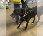 Small #3 Labrador Retriever