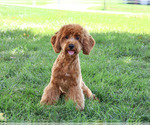 Small #2 Cavapoo (Miniature)