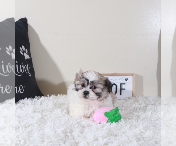 Medium Photo #4 Zuchon Puppy For Sale in MOUNT VERNON, OH, USA