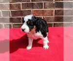 Small #1 Aussiedoodle Miniature 