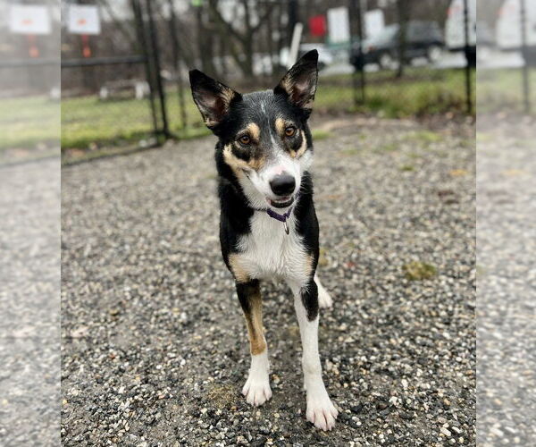 Medium Photo #3 Border Collie-Unknown Mix Puppy For Sale in Elmsford, NY, USA